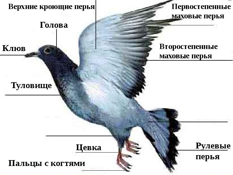 Найдите фотографию какого либо насекомого или птицы рассмотрите изображение какие части