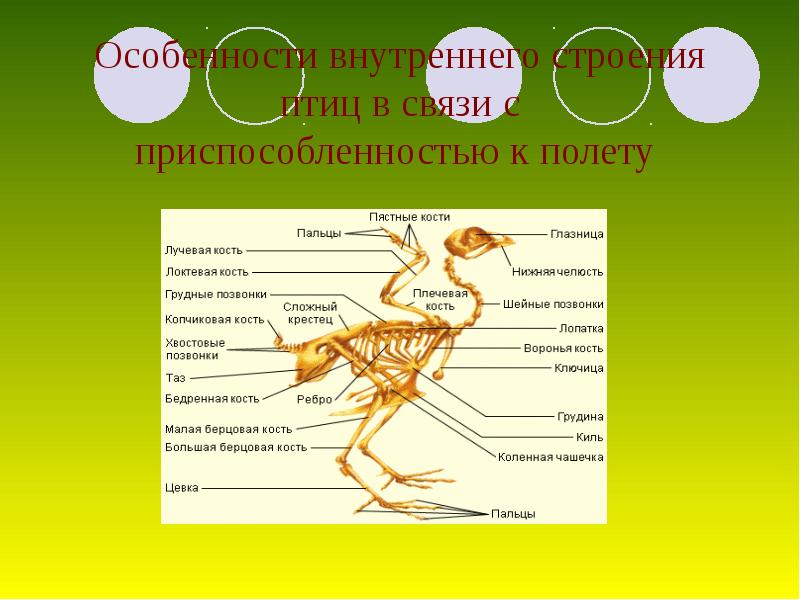 Внутреннее строение птиц презентация 7 класс пономарева