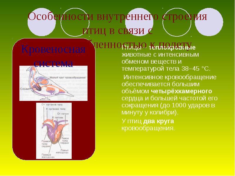 Каннибализм птиц презентация