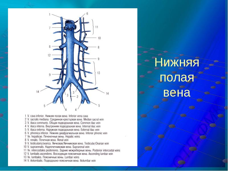 Вена фото анатомия