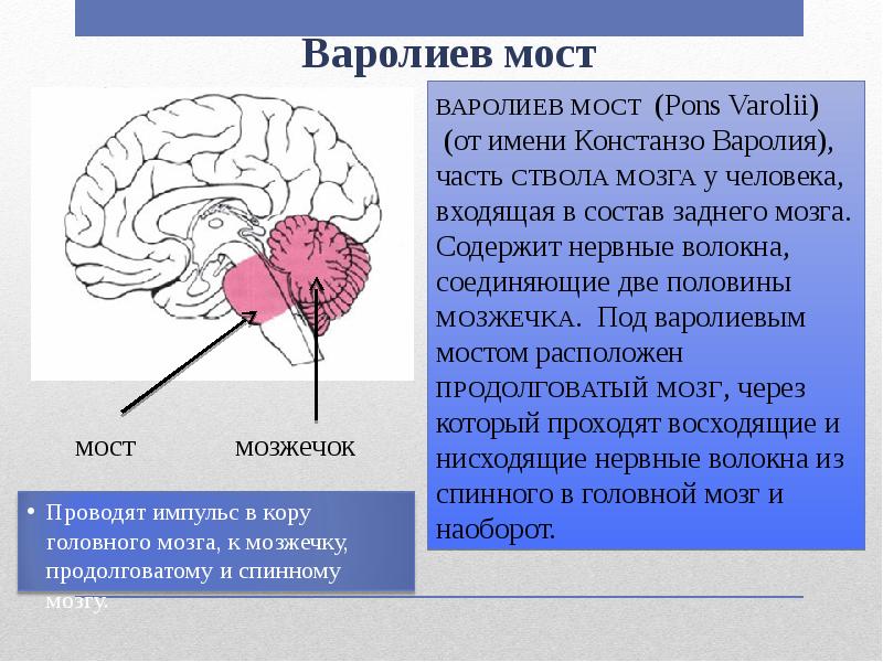 Головной мозг анатомия презентация