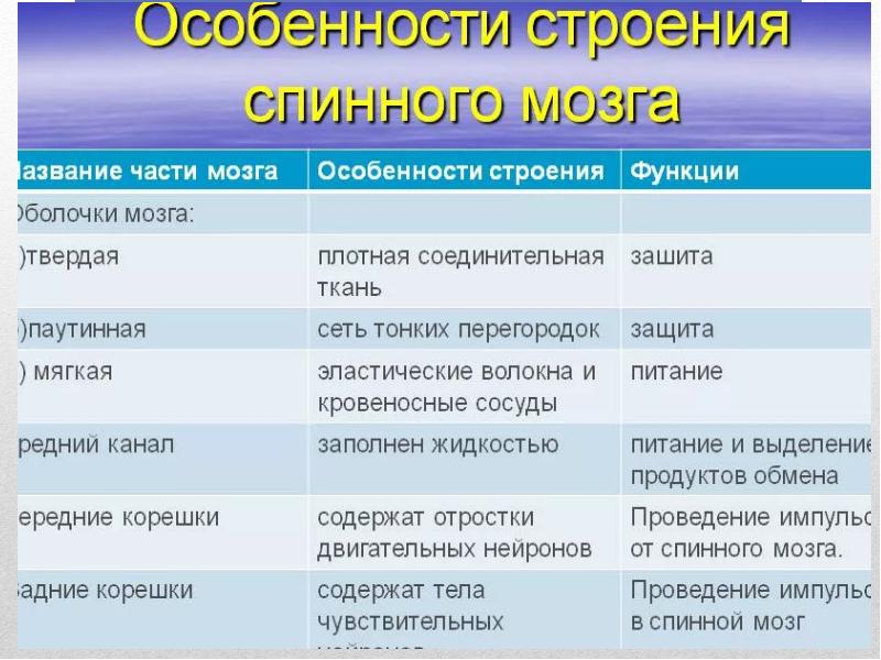 Функции спинного мозга презентация