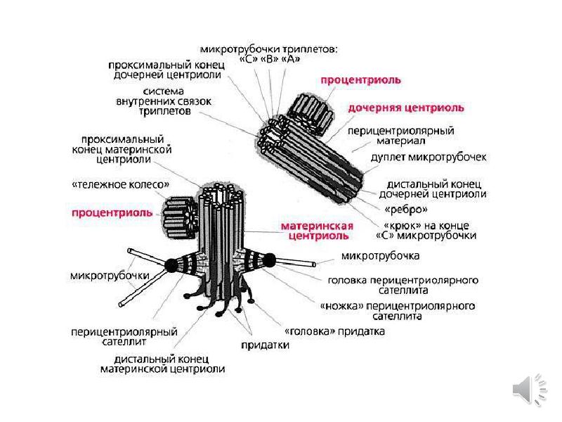 Презентация клеточный центр