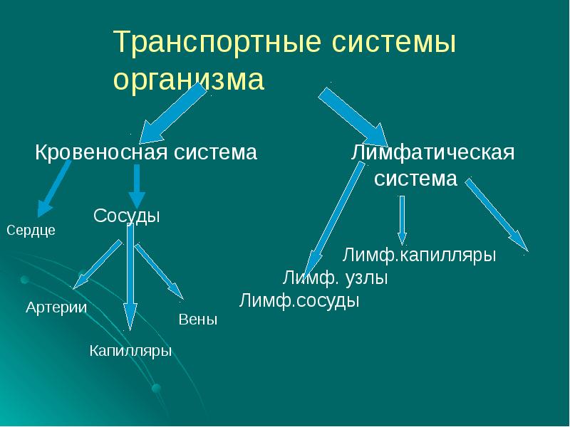 Презентация по биологии 8 класс транспортные системы организма