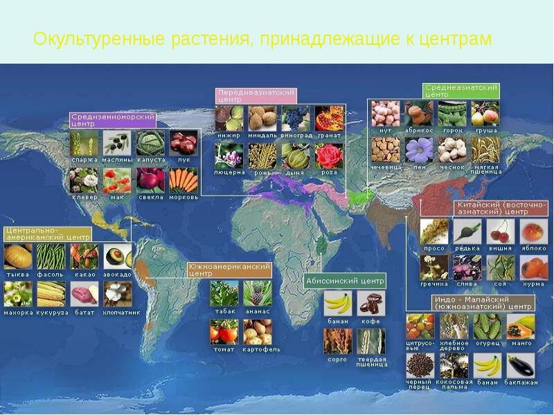 Центры происхождения культурных растений по вавилову презентация