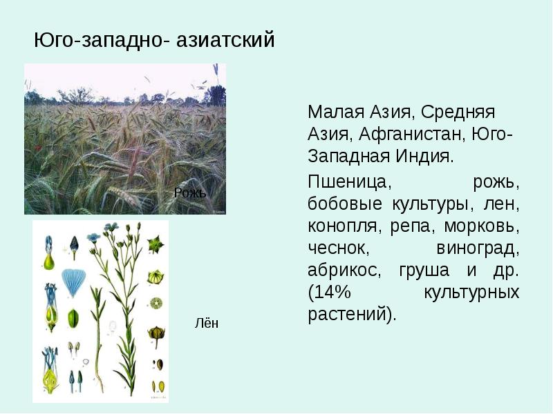 Полина и евгений собрали и подготовили для гербария образцы растений рожь растения рожь культурная