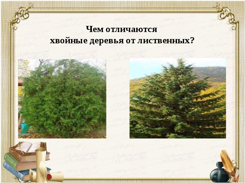 Отличия хвойных деревьев. Хвоинки ель сосна лиственница. Туя пихта можжевельник отличия. Разновидность хвоных деревей. Отличия хвойных деревьев.