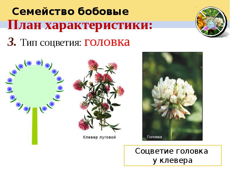 Соцветие головка картинки