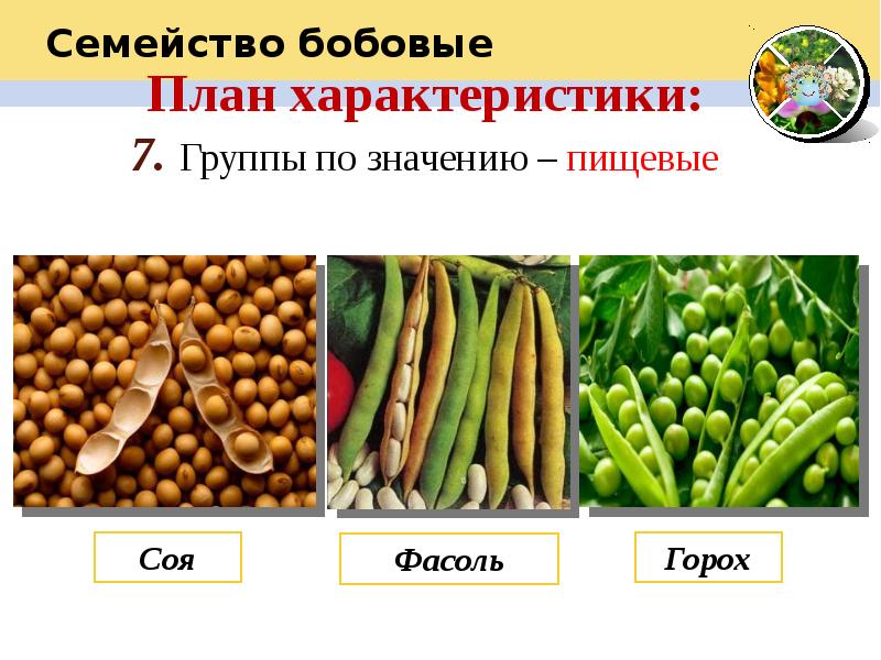 Овощная культура семейства бобовых