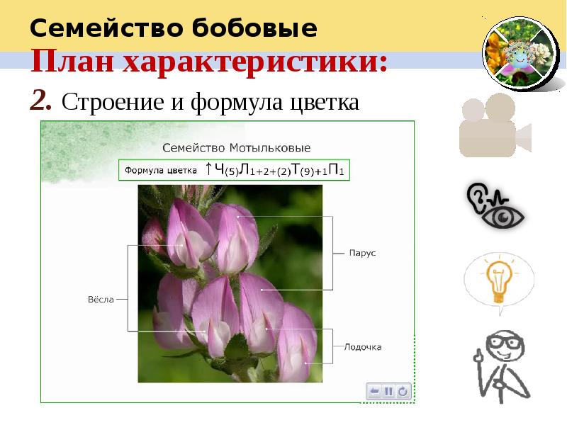 Презентация по биологии 6 класс семейство бобовые