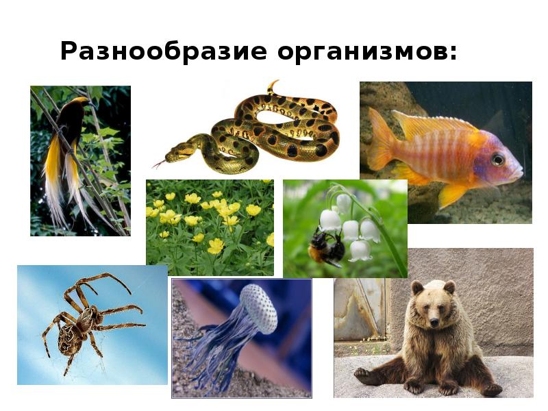 Сообщение разнообразие организмов 5 класс. Разнообразие организмов. Многообразие организмов 9 класс. Биологическое разнообразие биология 9 класс. Вид биологический фотографии.