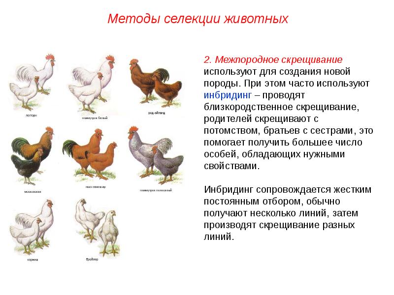 Селекция животных примеры презентация