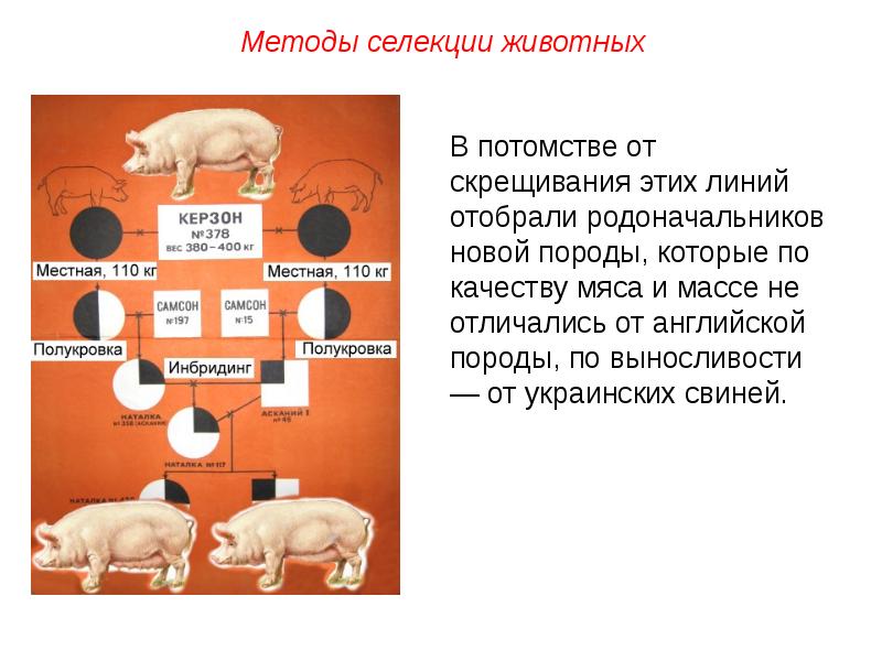 Селекция растений и животных проект