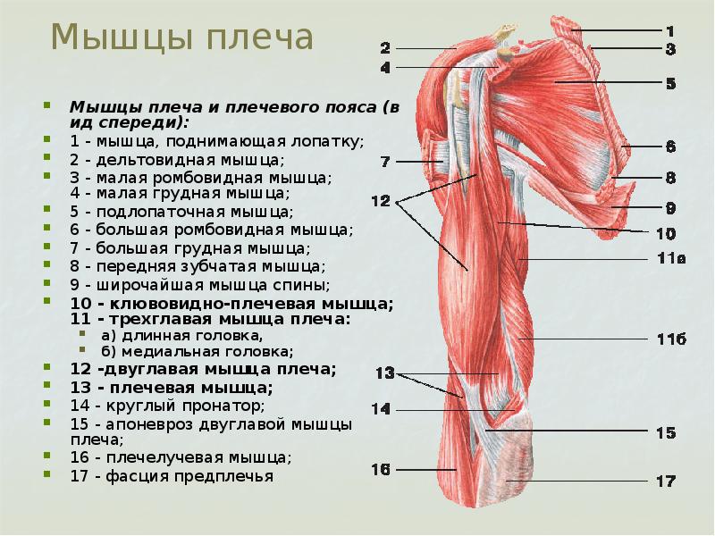 Мышцы плечевого пояса презентация