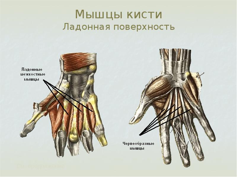 Изображение скелетных мышц