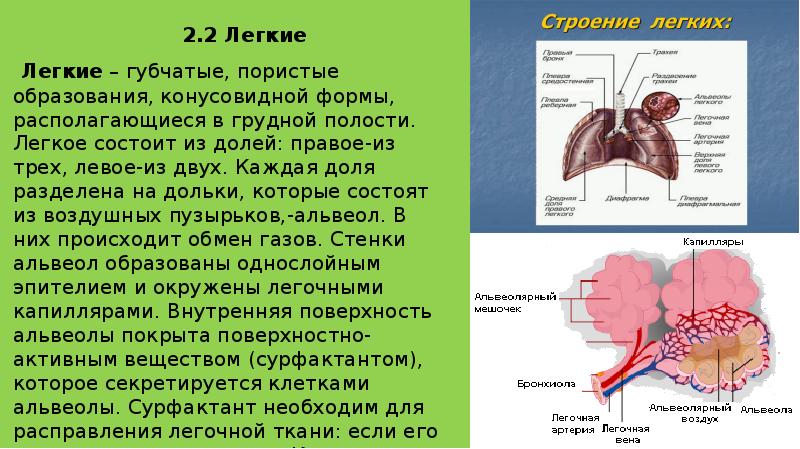 Легкое дыхание презентация