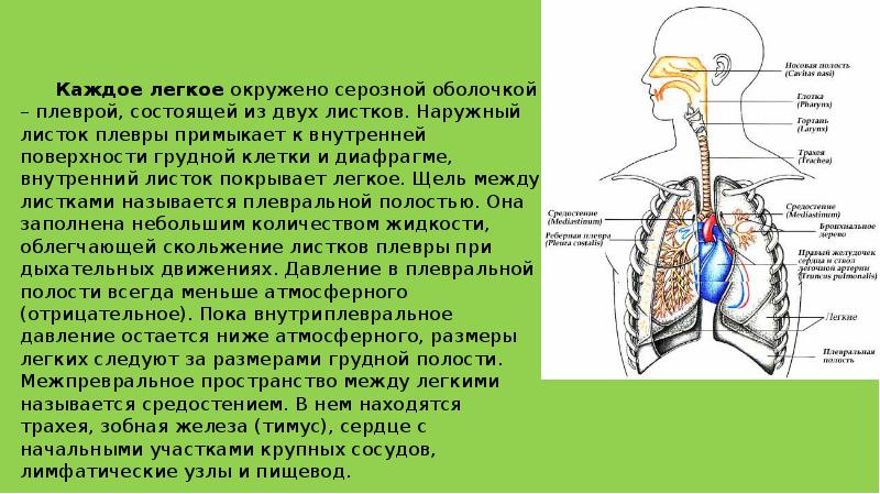 Гигиена дыхания презентация 3 класс обж