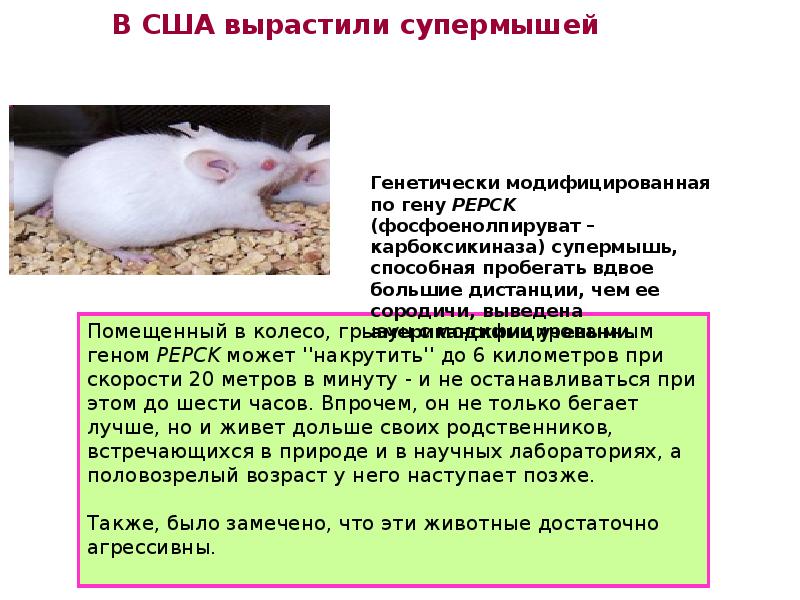 При расшифровке генома крысы. Мышь генетически ближе человеку. Супер мыши генные.