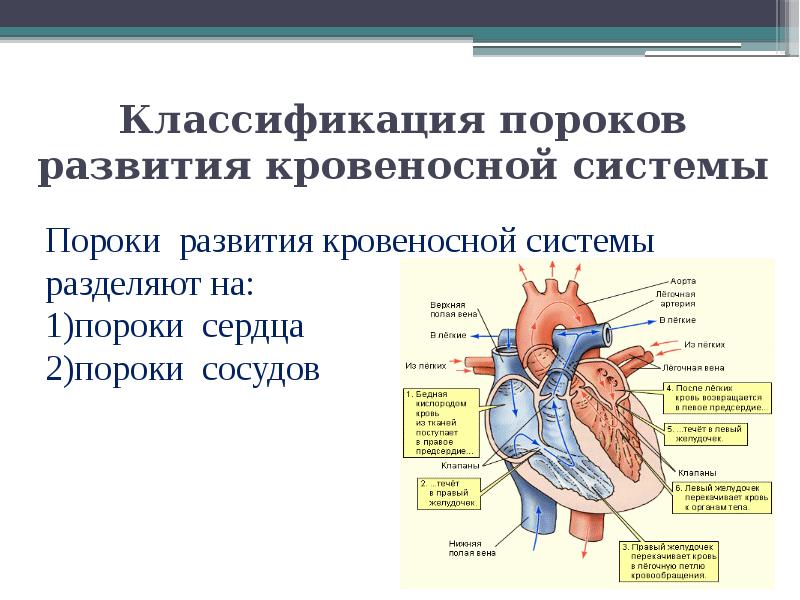 Сколько живут с пороком сердца приобретенным. Пороки развития сердца и сосудов. Врожденные пороки развития сердца. Пороки кровеносной системы.