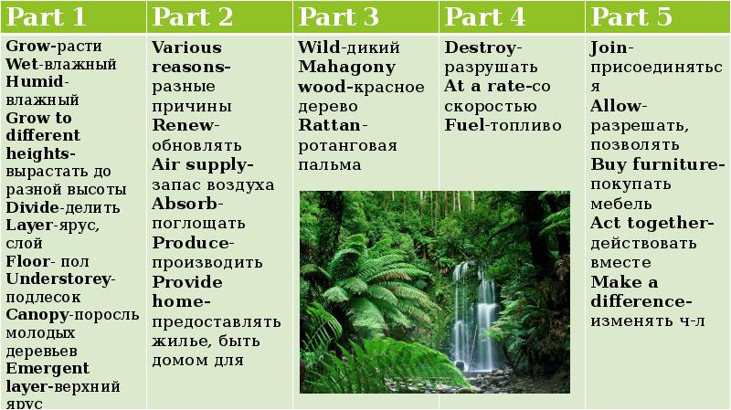 Tropical rainforest перевод