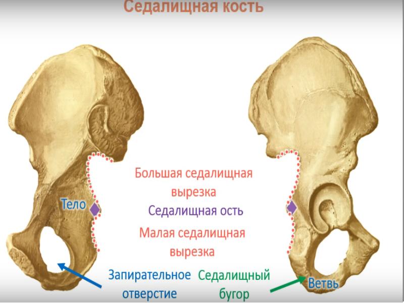 Седалищный бугор. Седалищная кость кость анатомия. Седаличная костьчеловека анатомия. Седалищная кость анатомия бугор седалищной. Седалищная кость анатомия строение.