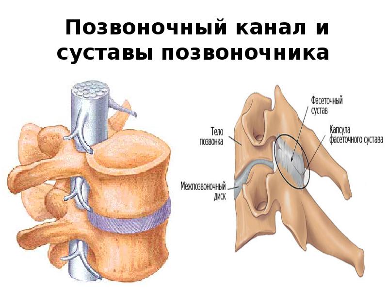 Межостистые и межпоперечные