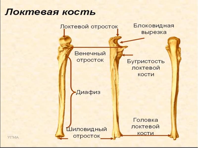 Анатомия лучевой кости. Локтевая кость части. Кость строение лучевой кости. Локтевая кость строение анатомия. Локтевая и лучевая кость анатомия строение.