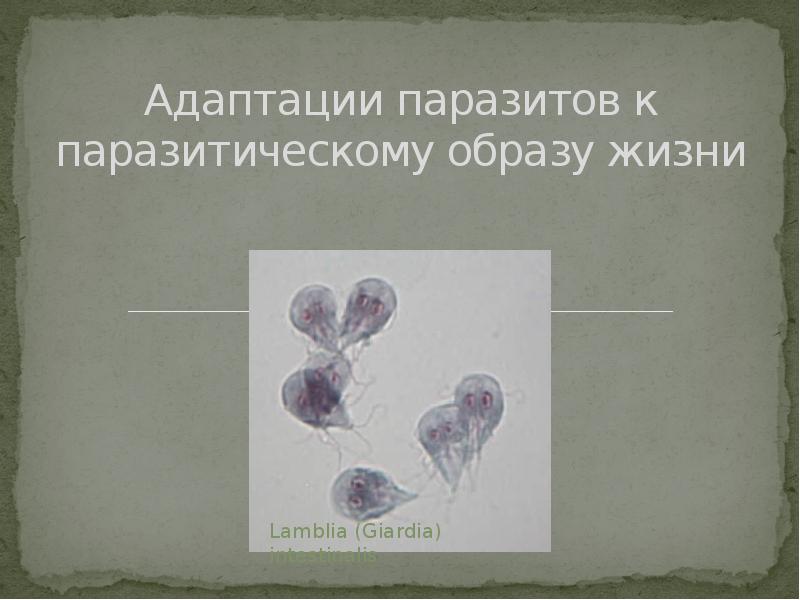 Адаптации паразитов к паразитическому образу жизни. Адаптации к паразитическому образу жизни основные тенденции. Адаптация паразитов презентация. Экологические адаптации паразитов.