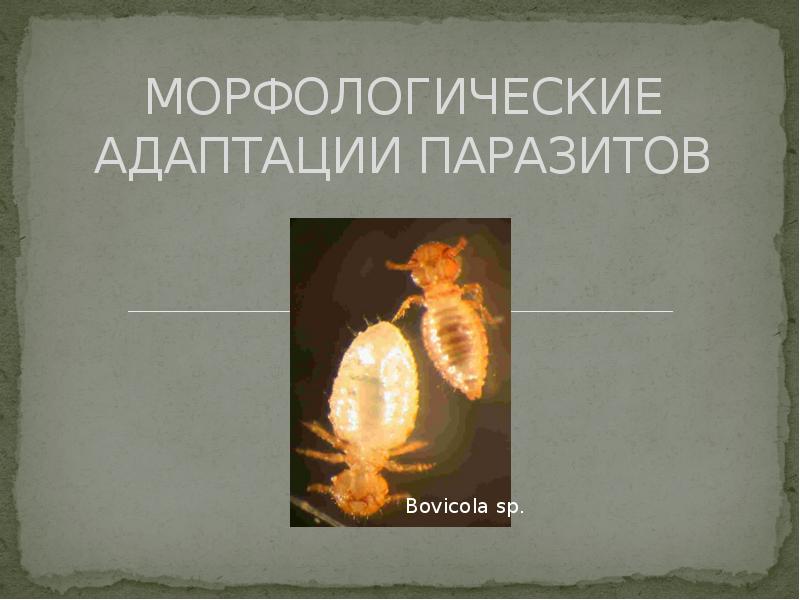 Адаптации паразитов. Морфологические адаптации паразитов. Морфологическая адаптация глиста. Адаптации паразитов к паразитическому образу жизни.