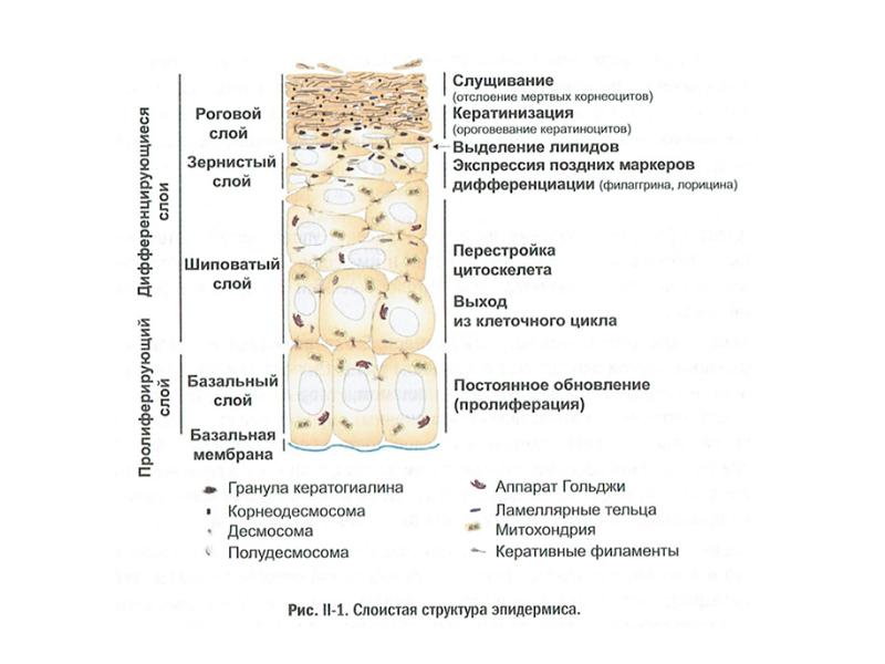 Схема слоев гранулирующей ткани