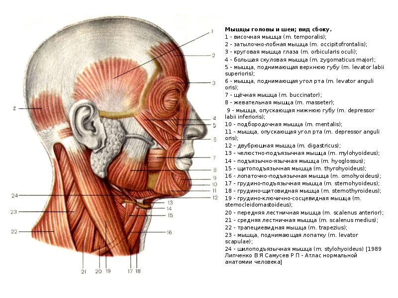 Строение головы человека анатомия рисунок с подписями