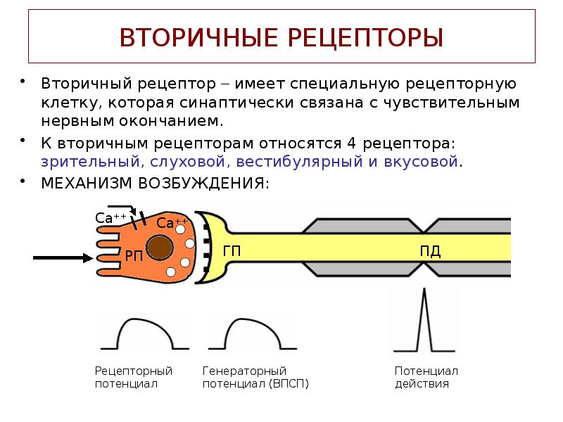 Вещество рецепторы. 4. Общие механизмы возбуждения рецепторов.. Механизм возбуждения рецепторов физиология. Механизм возбуждения вторично чувствующих рецепторов. Первичные рецепторы схема.