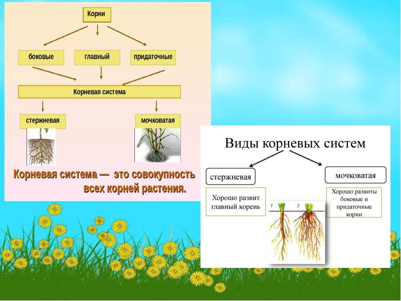 Покрытосеменные имеют корень. Корневая система покрытосеменных. Корневую и побеговую системы. Ткани и органы покрытосеменных растений.