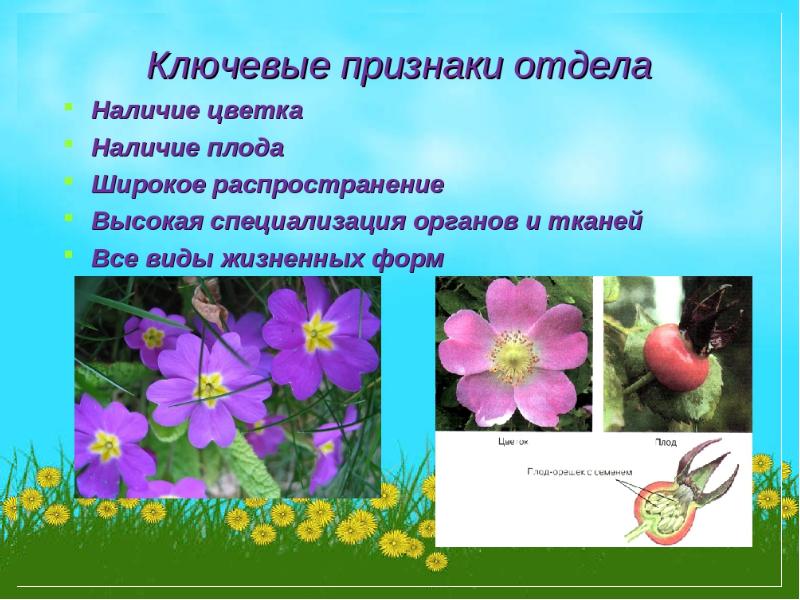 Какое значение покрытосеменных. Покрытосеменные презентация. Покрытосеменные цветковые растения. Покрытосеменные растения 5 класс. Покрытосеменные растения презентация.