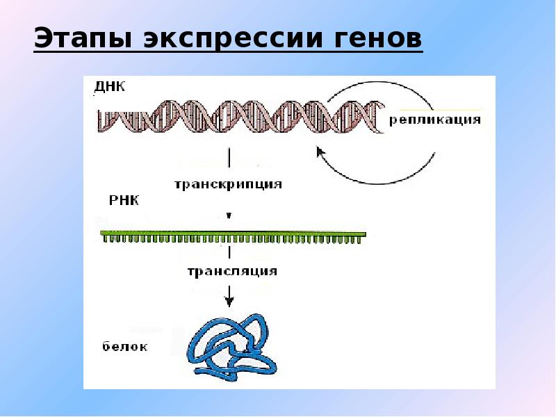 Один ген соответствует