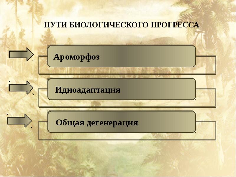 Какой путь достижения биологического прогресса обозначен на рисунке цифрой 1 дайте определение