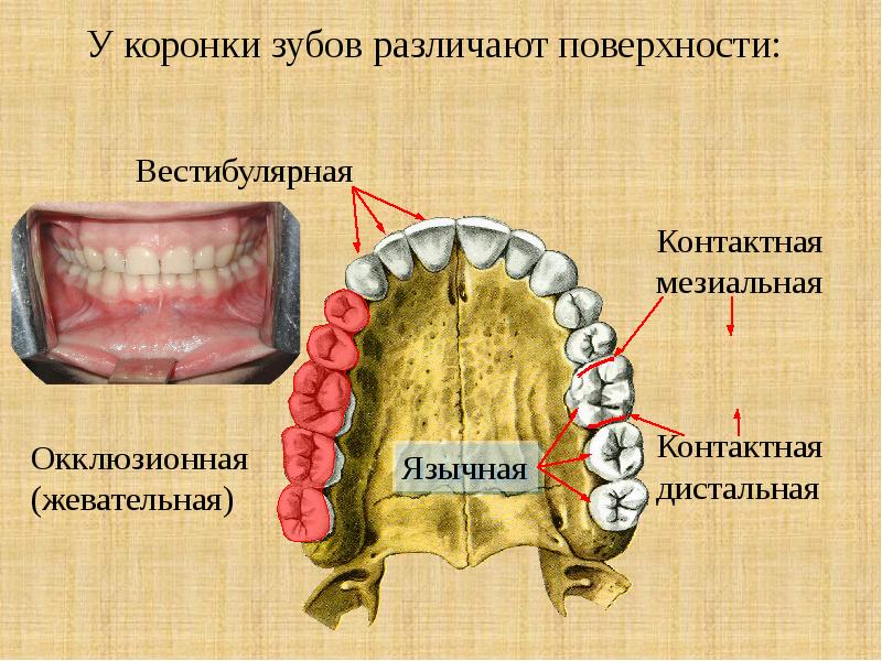 Анатомия : Зубы. Резцы. Клыки.