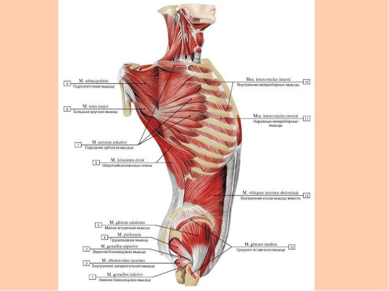 Мышца на латинском. Атлас Синельникова мышцы грудной клетки. Мышцы туловища анатомия Синельников. Мышцы груди анатомия Синельников. Мышцы туловища анатомия латынь.