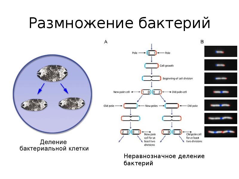 Морфология микроорганизмов микробиология. Деление бактерий микробиология. Размножение микроорганизмов. Размножение бактерий для проекта. Морфология микроорганизмов презентация.