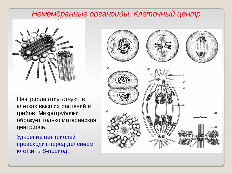 Каким номером на рисунке обозначены органоиды простейших относящиеся к немембранным