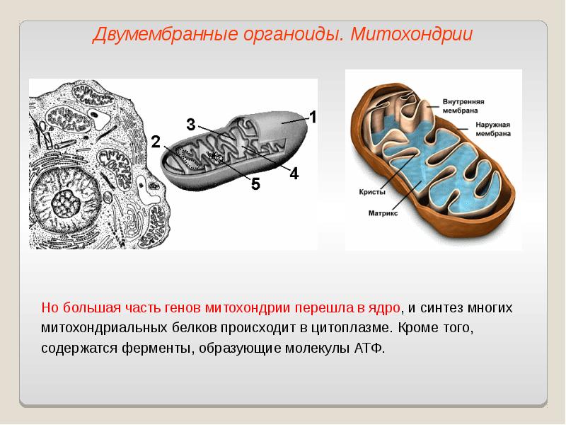 Какой органоид обозначен на рисунке а