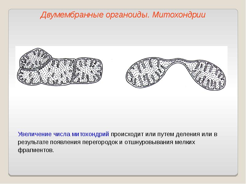 Какой органоид обозначен на рисунке а