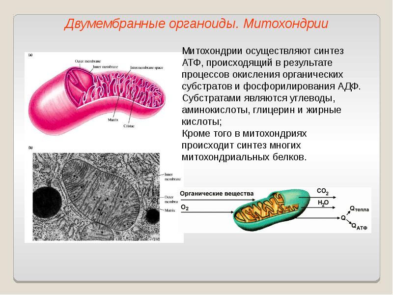 Каким номером на рисунке обозначен органоид который участвует в окислительном фосфорилировании