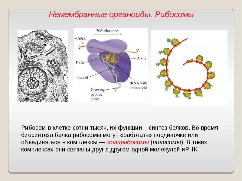 Функциями органоида обозначенного на рисунке цифрой 2 является синтез и транспорт органических