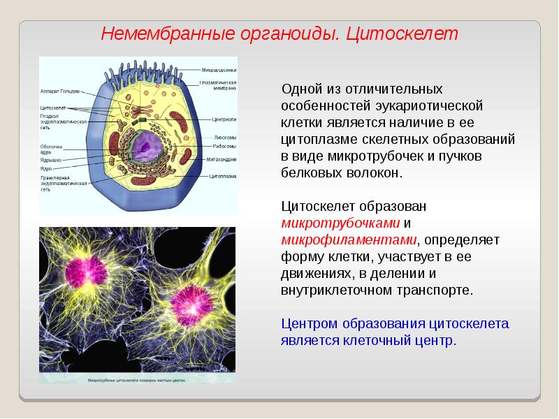 На рисунке изображена клетка имеющая обособленное ядро и мембранные органоиды