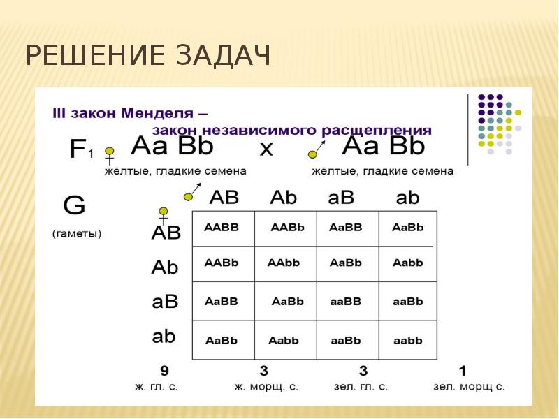 Презентация законы менделя 10 класс биология