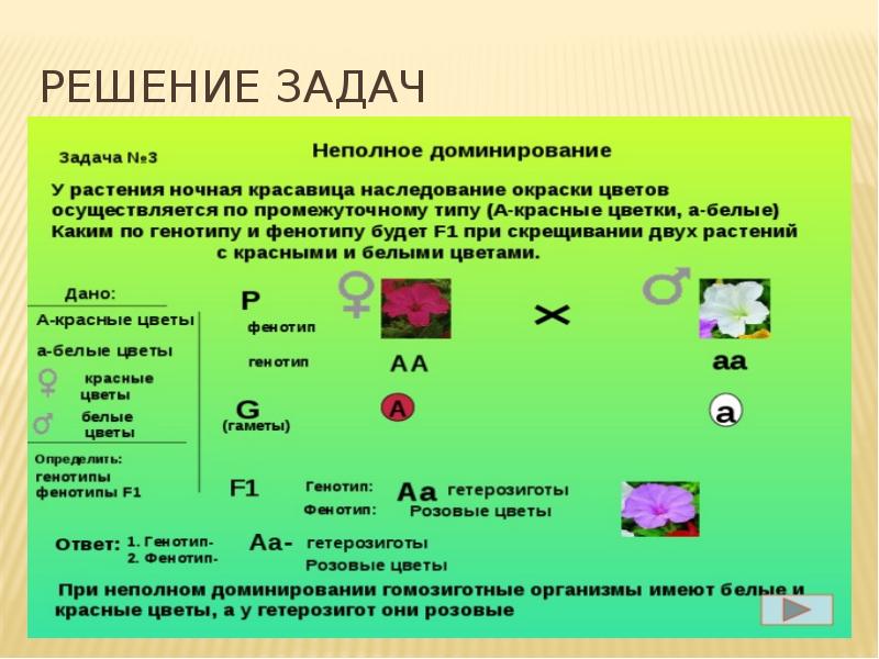 Первый закон менделя презентация 9 класс