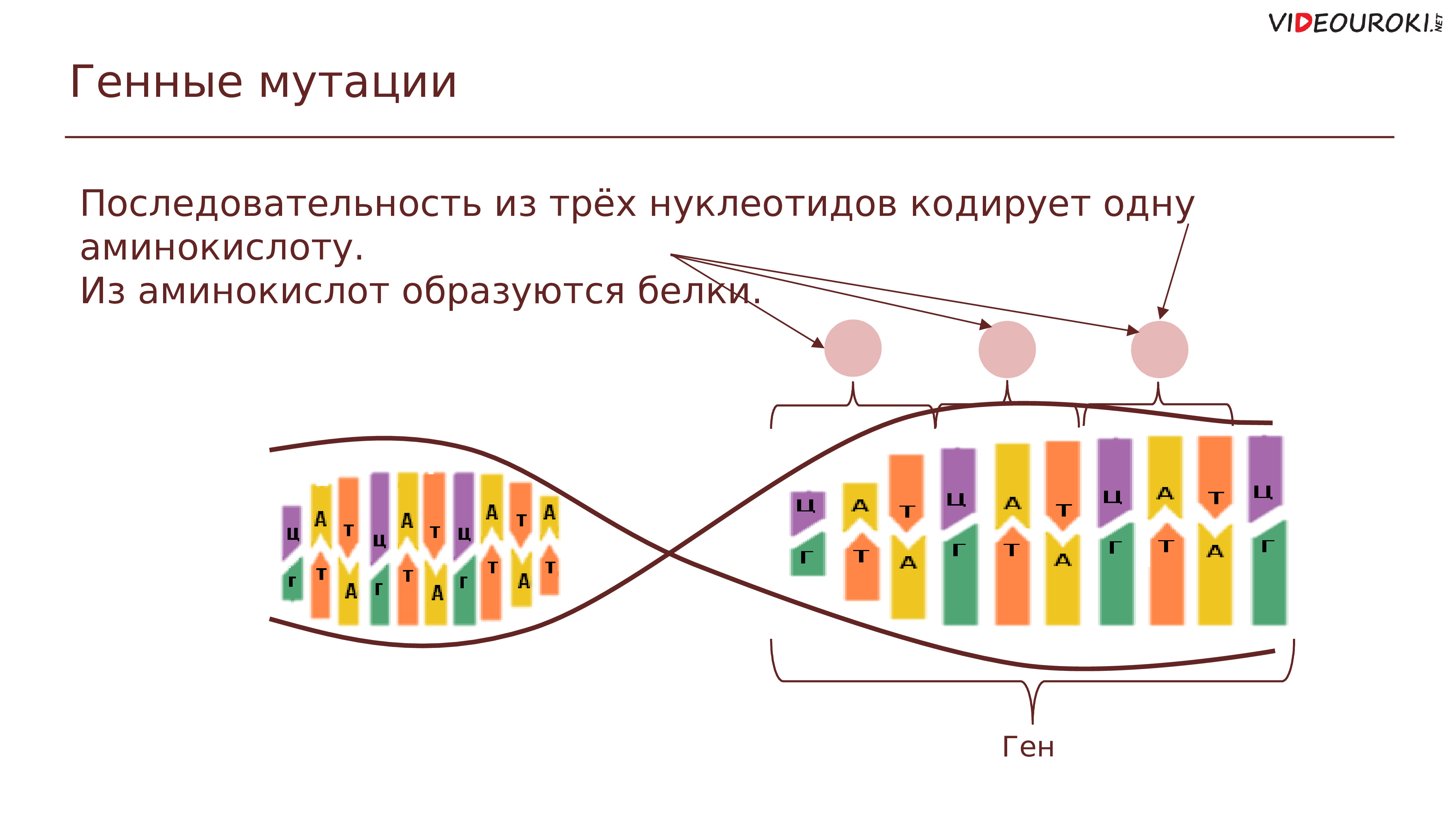 Изменчивость гена. Мутационная изменчивость прокариот. Одну аминокислоту кодирует. 1 Аминокислота кодирует 3 нуклеотида. Сколько нуклеотидов кодируют 1 аминокислоту.