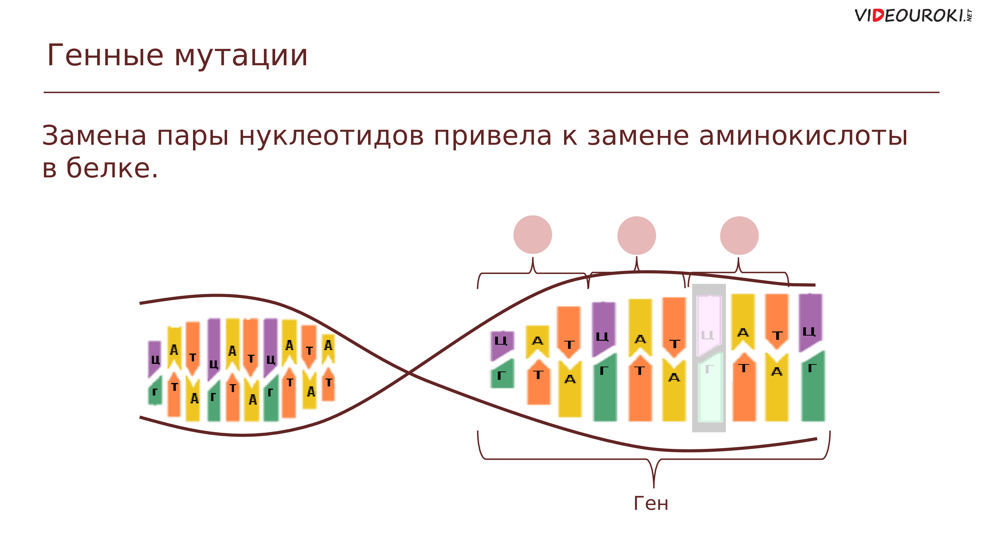 Смена парами. Мутации нуклеотидов. Генные мутации замена нуклеотидов. Мутационная изменчивость. Вставка нуклеотида вид мутации.