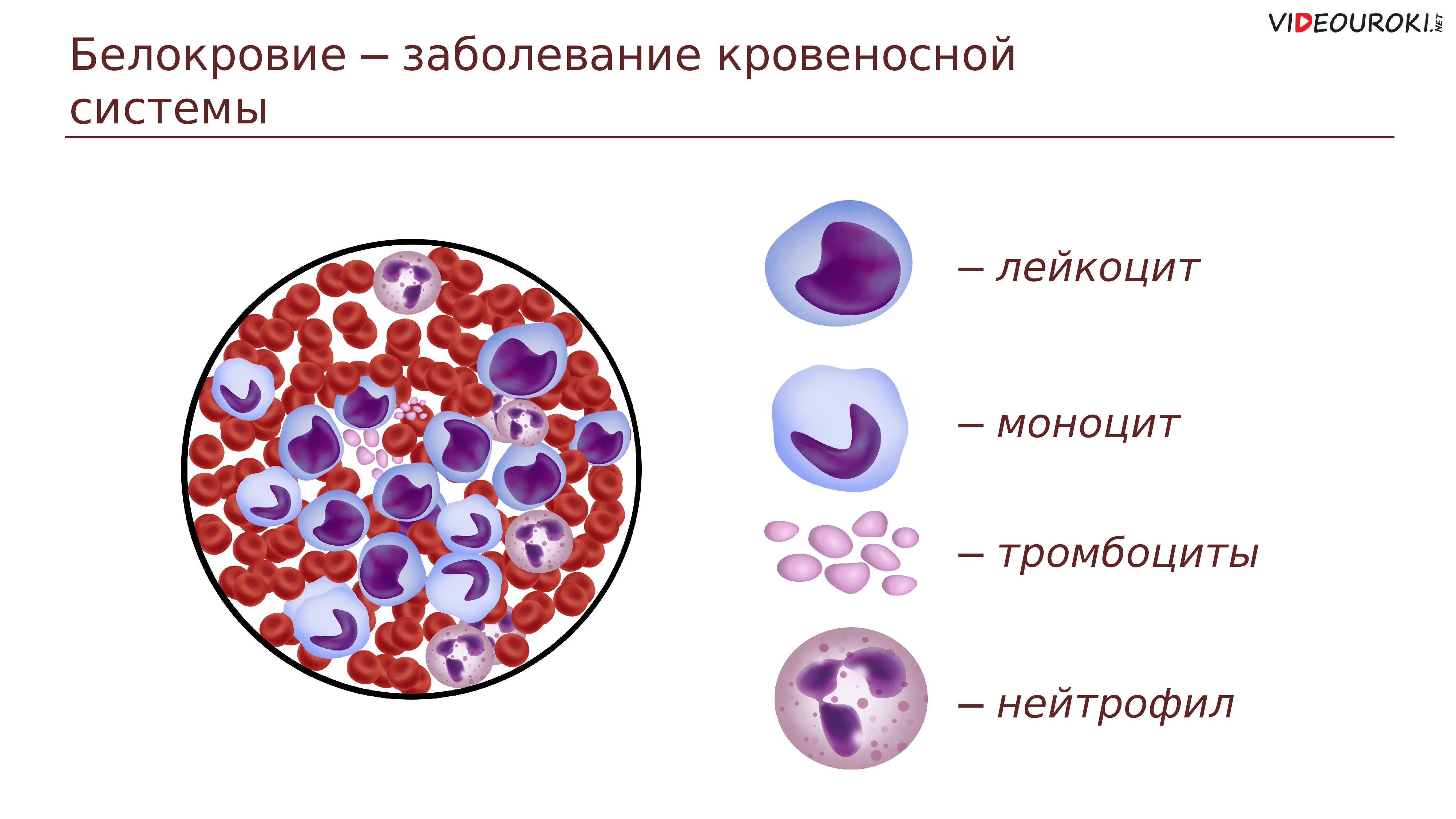 Лейкоциты как выглядят на картинке